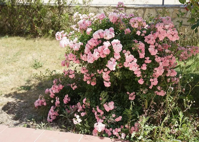 Paskalina Bjala