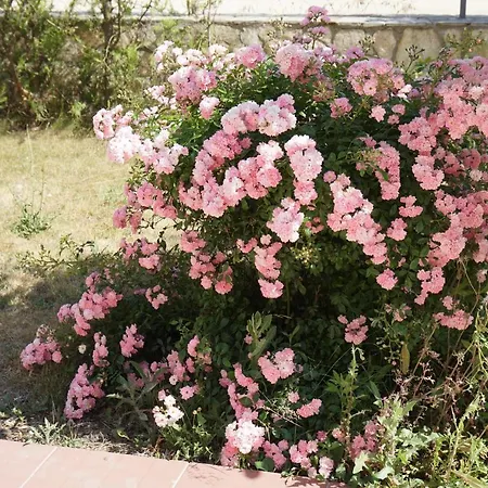 Paskalina Byala (Varna)